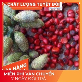 (Dược Liệu Quý) Hạt dổi nếp THƠM ĐẶC TRƯNG tây bắc, dùng thử (5 hạt)