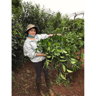 BỘT TRÀ XANH RẪY KON TUM 200GR
