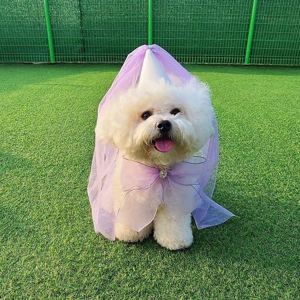 Khăn Quàng Cổ Tam Giác Thắt Nơ Có Thể Điều Chỉnh Cho Cún Cưng