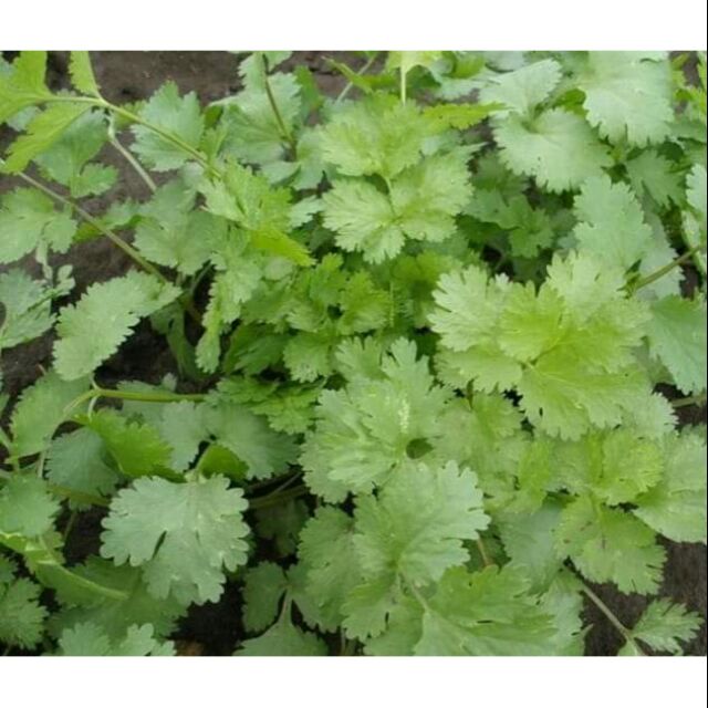 Hạt giống Rau mùi ta (Mùi tía, ngò rí) Thái lan nhập nguyên gói 10gr (~8000 hạt) (Coriander)