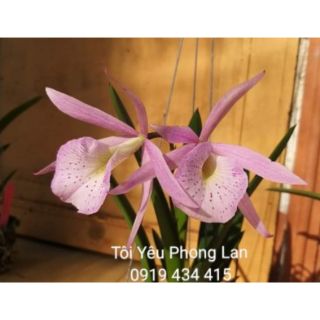 1 chậu hoa lan Brassavola lai hoa xổ cây trưởng thành trong chậu pot,  gần hoa,  có cây đã ra mèo