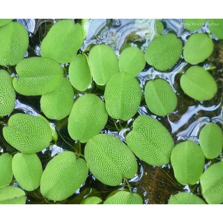 Bèo tai chuột - Cây thủy sinh