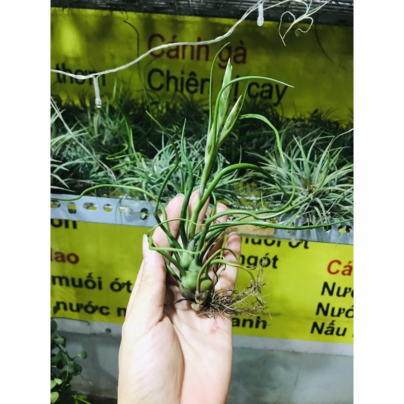 Cây không khí nhân sâm Tillandsia bulbosa có cây đang hoa