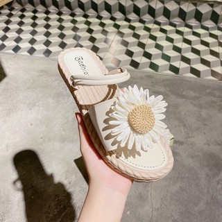 Sandan hoa cúc đế cói- Siêu cute