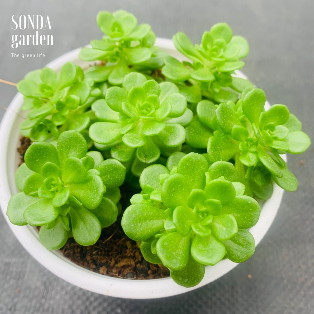 Sen đá sedum hoa hồng xanh SONDA GARDEN size trung bình 10cm, xuất xứ Đà Lạt, khoẻ đẹp, lỗi 1 đổi 1