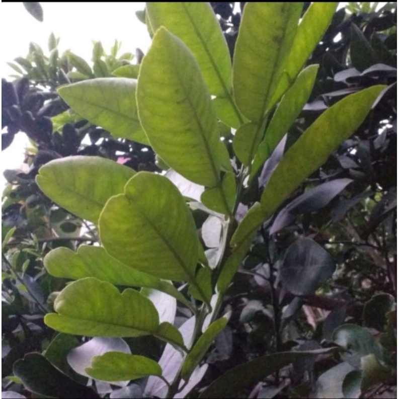 Lá bưởi tươi