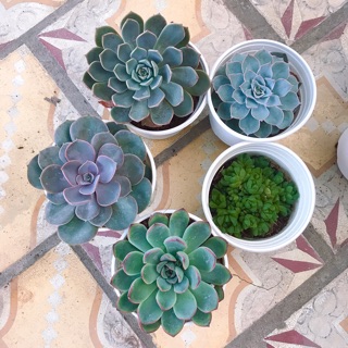 Combo 5 sen size trung ngẫu nhiên 180k