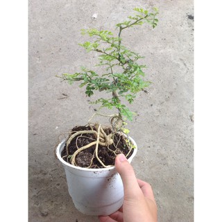 Combo linh sam cần thăng ( 2 bịch) Combo 2 cây bonsai