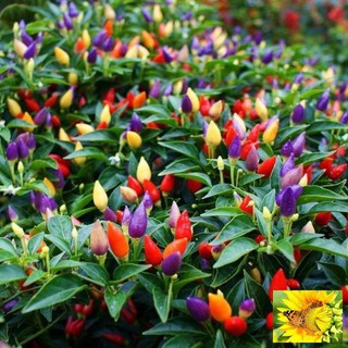 Hạt giống Ớt ngũ sắc (20 hạt)