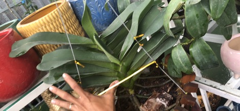 trâu thái bóc trụ cây cỡ trung