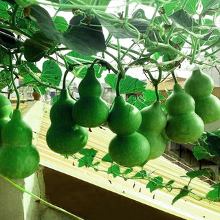 10 Hạt Giống Bầu Hồ Lô F1 Quả To [CHẤT LƯỢNG]