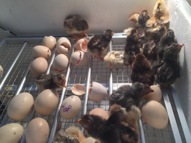 Máy Ấp Trứng Ánh Dương Tự Động 112 trứng khay nhôm đảo lăn lắp hoàn thiện