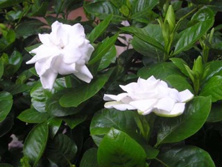 Cây bạch thiên hương size trung
