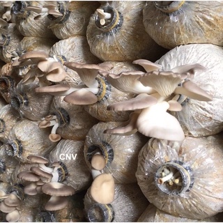 1kg -1.2kg meo nấm bào ngư- phôi nấm bào ngư