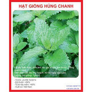 HẠT GIỐNG HÚNG CHANH GÓI 0,1G