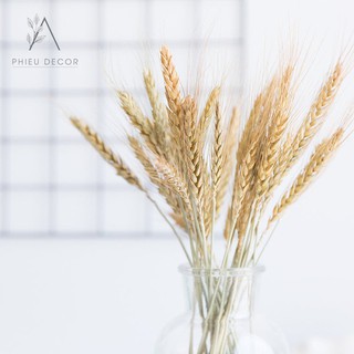 🌸Lúa Mạch Khô Decor Vintage🌸