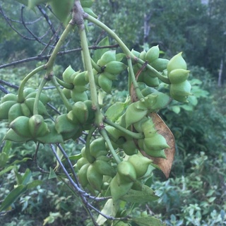 Hoa Hồi tươi 500g,văn quan lạng sơn