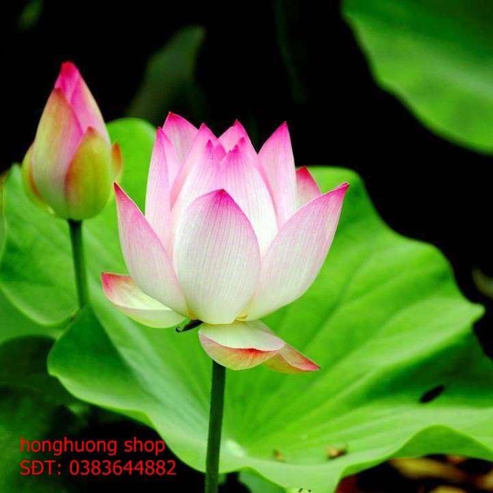 Hạt giống hoa sen lá lớn