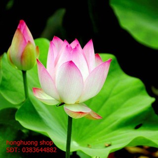 Hạt giống hoa sen lá lớn