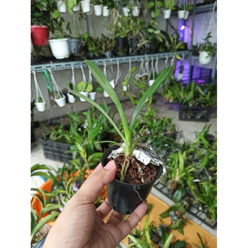 Hoa lan kiếm Phan Trí