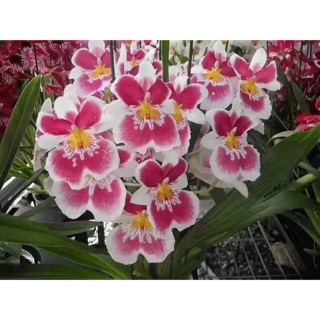 Lan Vũ Nữ Mitonia - Cây trưởng thành đang nụ hoa