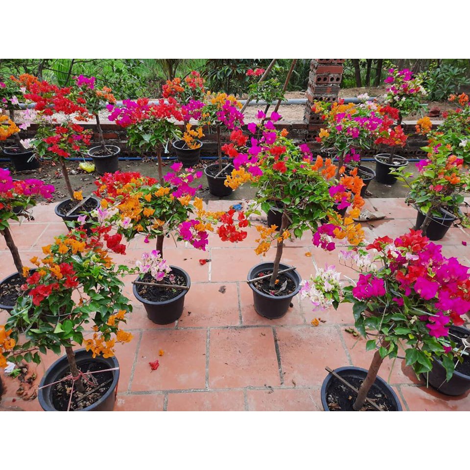 CÂY HOA GIẤY NGŨ SẮC ĐẸP