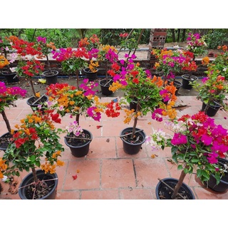 5 cây giấy ngũ sắc [ giá rẻ nhất]