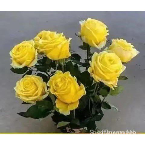 Hạt giống hoa hồng nhung 20h