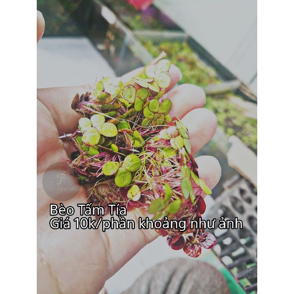 1 PHẦN BÈO TẤM TÍA