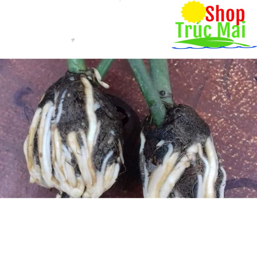 Rễ bèo tây (rễ lục bình) 500g