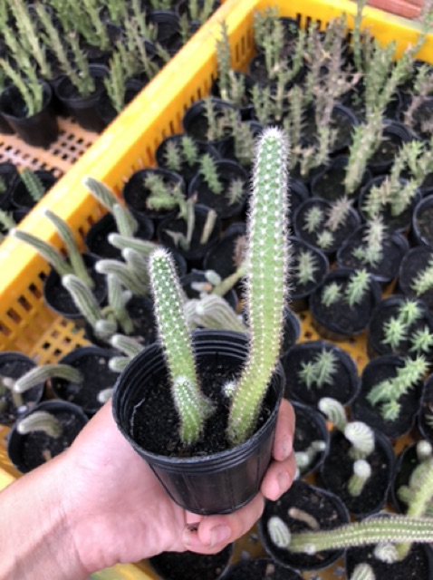 Chamacereus silvestrii