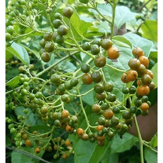 10 CÂY XẠ ĐEN