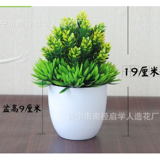 Chậu hoa dứa để bàn hình chóp