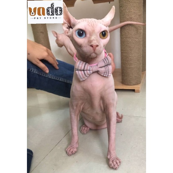 Vòng cổ đính nơ to có chuông dễ thương cho chó mèo