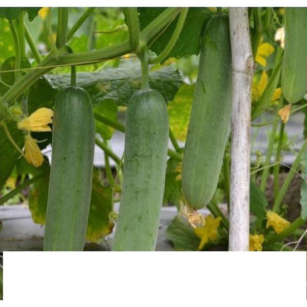 Hạt Giống Dưa Chuột Nếp Ta - 10 Hạt KHUYẾN MẠI SHOP MỚI HẠ GIÁ SỈ