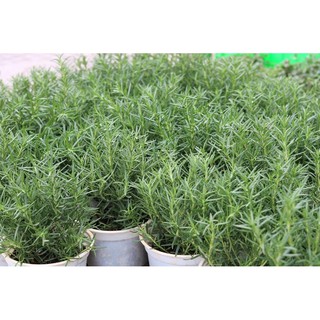 HƯƠNG THẢO CHẬU LỚN THƠM NGÁT, DỄ TRỒNG