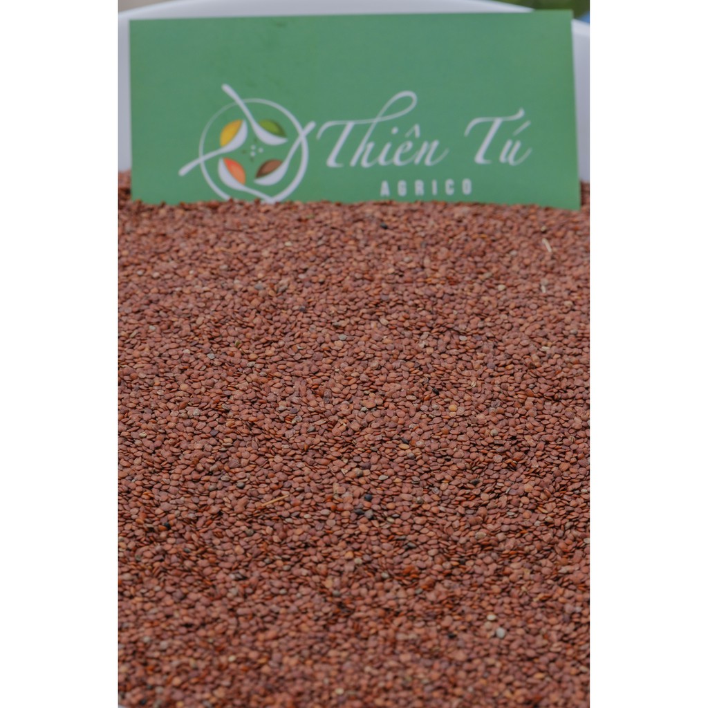 NGŨ HOA / HẠT ĐÌNH LỊCH 100GR | THẢO MỘC NGUYÊN CHẤT | NÔNG SẢN THIÊN TÚ