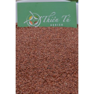 NGŨ HOA / HẠT ĐÌNH LỊCH 100GR | THẢO MỘC NGUYÊN CHẤT | NÔNG SẢN THIÊN TÚ