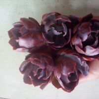 Sen đá BẮP CẢI TÍM (cây 7-10cm)
