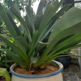 Lan kiếm lá cứng