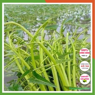 Hạt giống rau muống cao sản siêu ngọn thái lan, gói 30gram, Rau củ quả trồng ban công, sân thượng, thùng xốp.