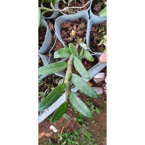 [Giá hủy diệt] combo 10 loại phi điệp hồng nổi tiếng