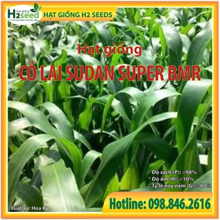 Hạt giống cỏ Lai Sudan Super BMR - gói 100g siêu dinh dưỡng dùng trong chăn nuôi trâu, bò, cá, thỏ...