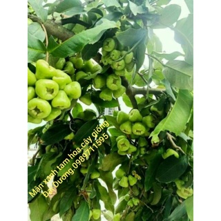 cây roi xanh ( cây mận quả xanh siêu trái)