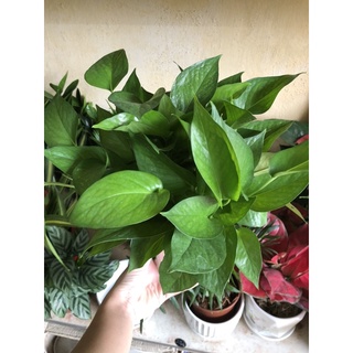 Cây vạn niên thanh thuỷ sinh
