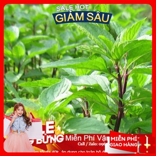 Hạt Giống Húng Quế - 100 Hạt / Gói