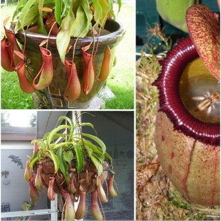  Hạt giống cây ăn thịt nắp ấm ( tặng kèm 3 viên nén ươm hạt )