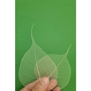 Xương lá xuân size vừa từ 8cm-11cm