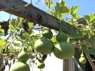 BẦU HỒ LÔ KHÔ