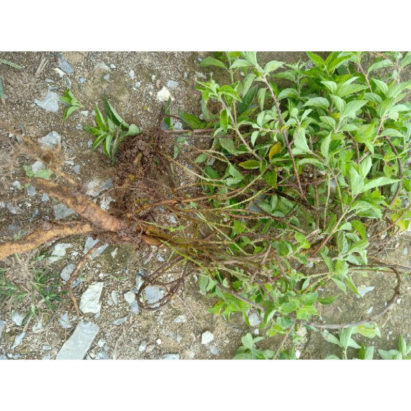 1KG Cây Bọ Mắm  Tươi